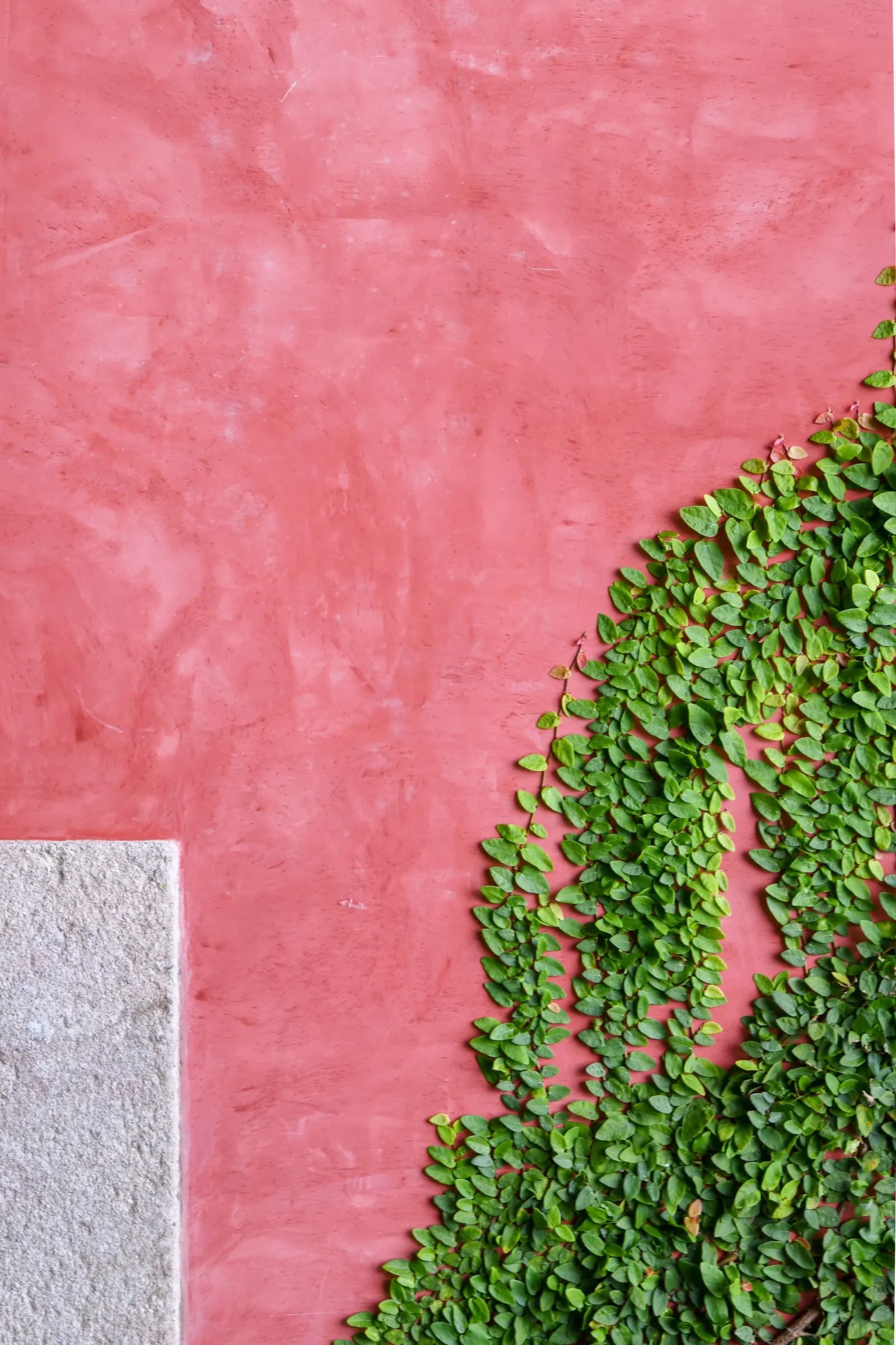 Ivy tracing the rose-pink façade of the Convento