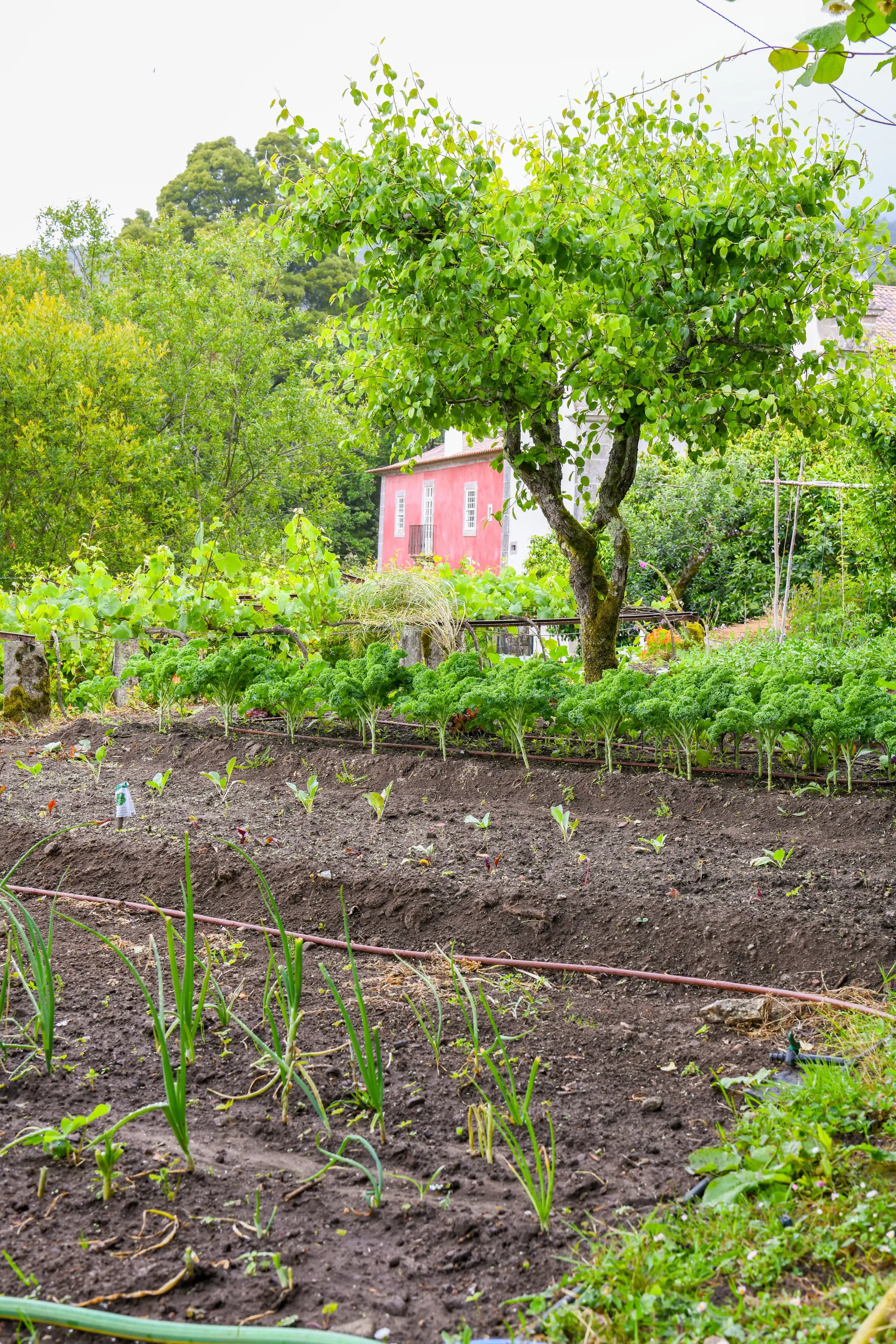 Rows of the walled kitchen garden, the red house beyond
