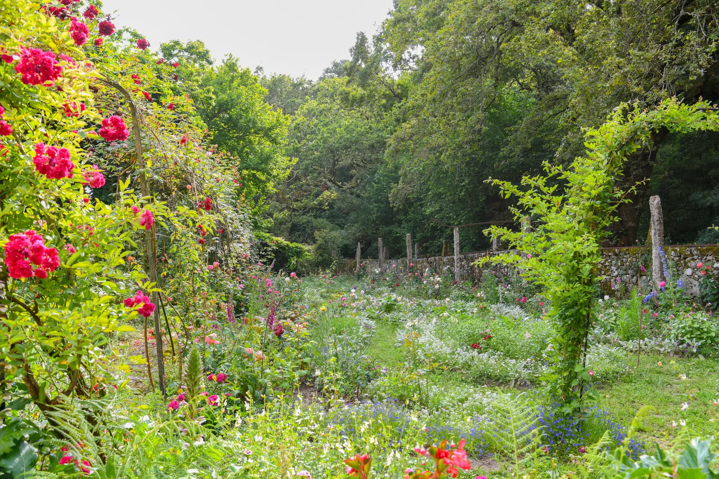 The rose garden in June, climbing roses on granite walls