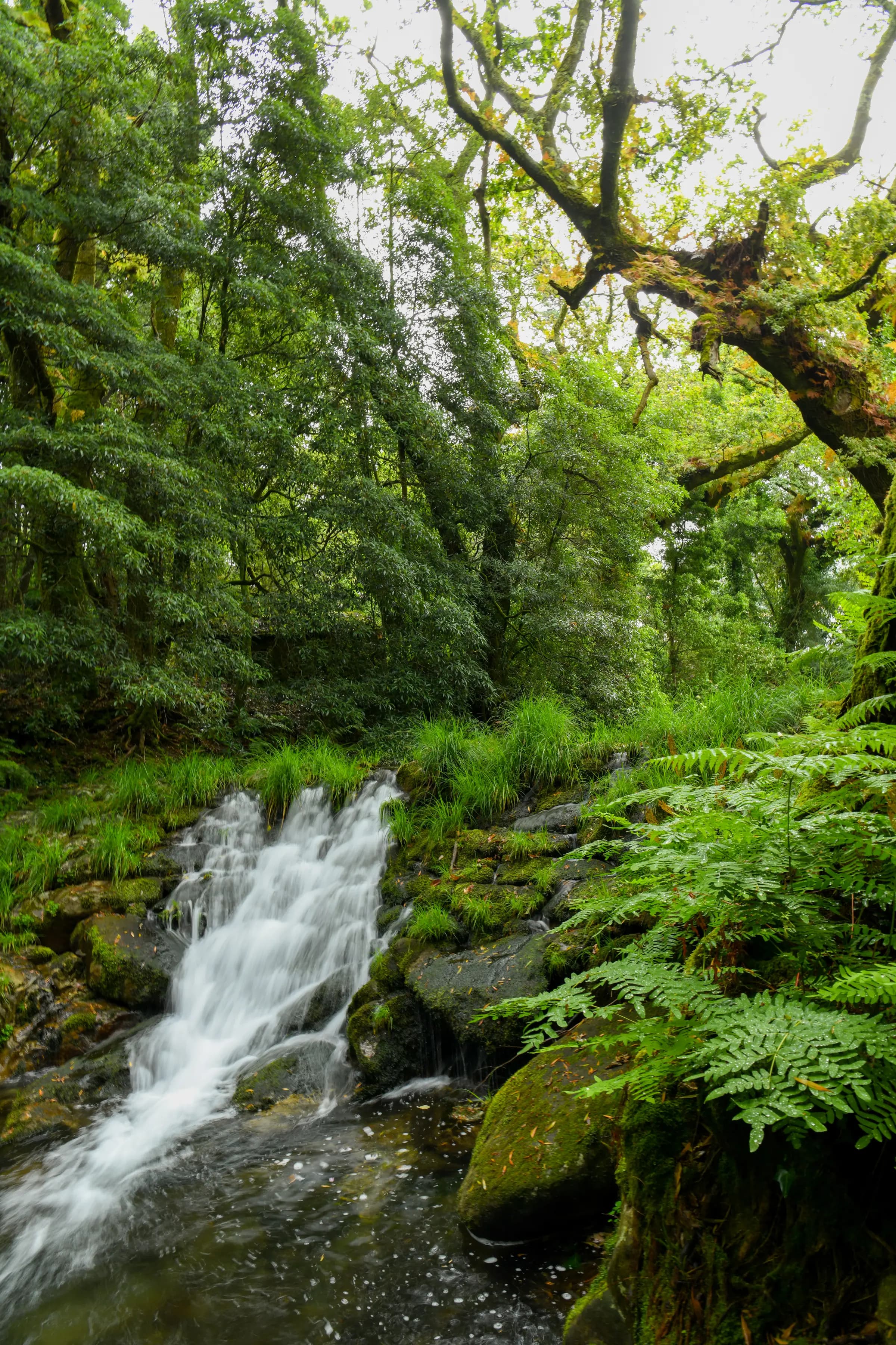 The waterfall in the mossy woods above the river